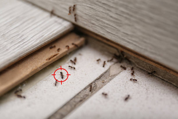 Best Commercial Pest Control Services  in Homestead Meadows South, TX