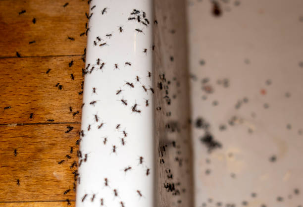 Best Cockroach Control Services  in Homestead Meadows South, TX