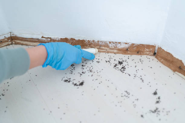 Best Affordable Pest Control Services  in Homestead Meadows South, TX