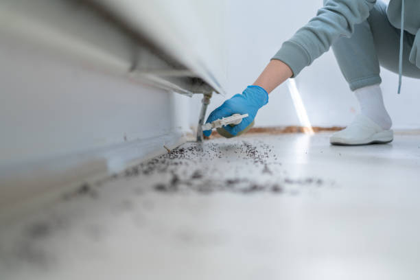 Best Termite Control Services  in Homestead Meadows South, TX